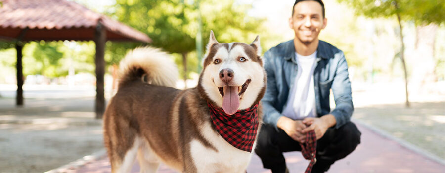 What Dog Owners Need to Know About the New Dangerous Dog Law