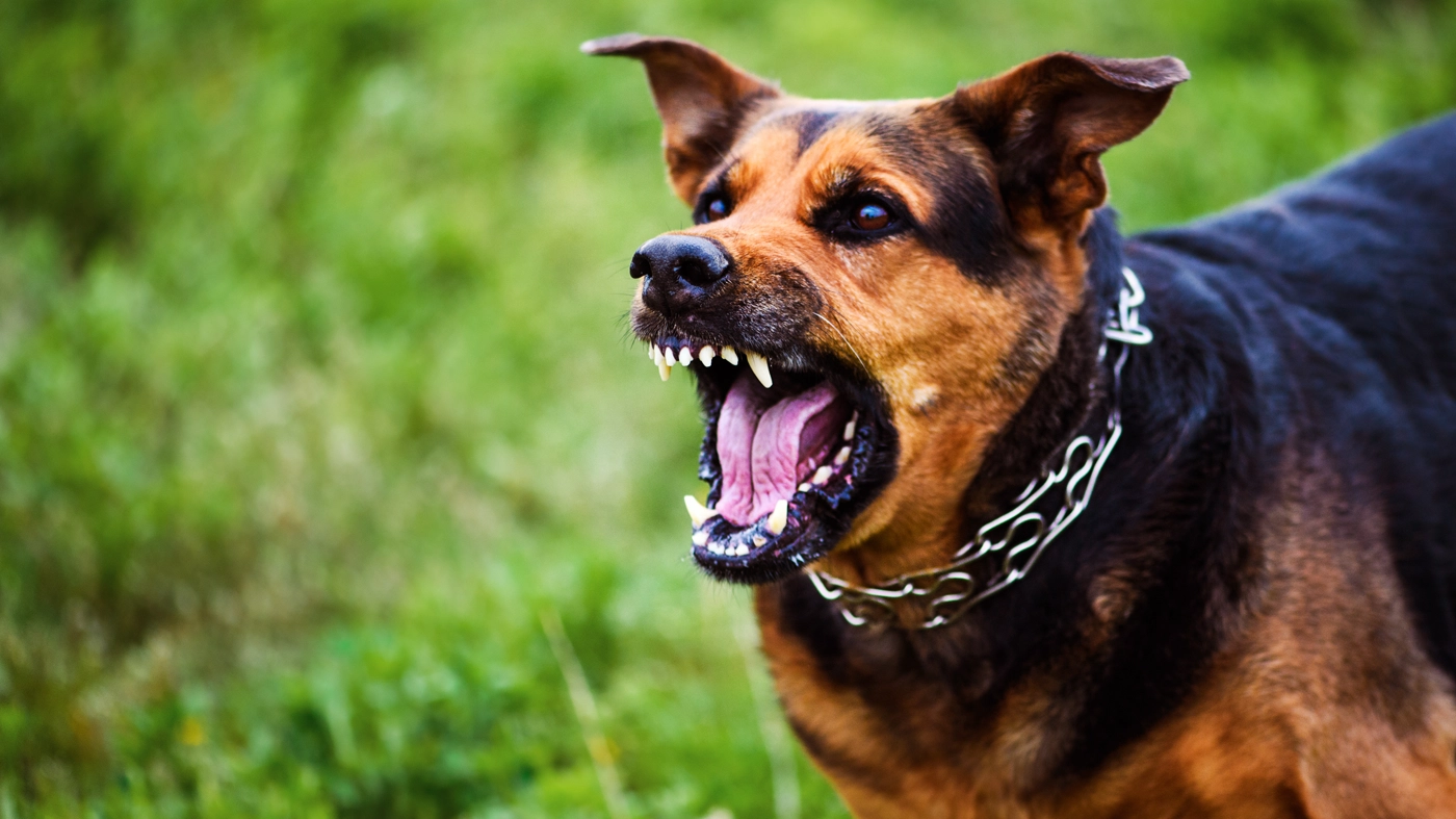 Dog bite lawyer for Central Florida's dog attacks