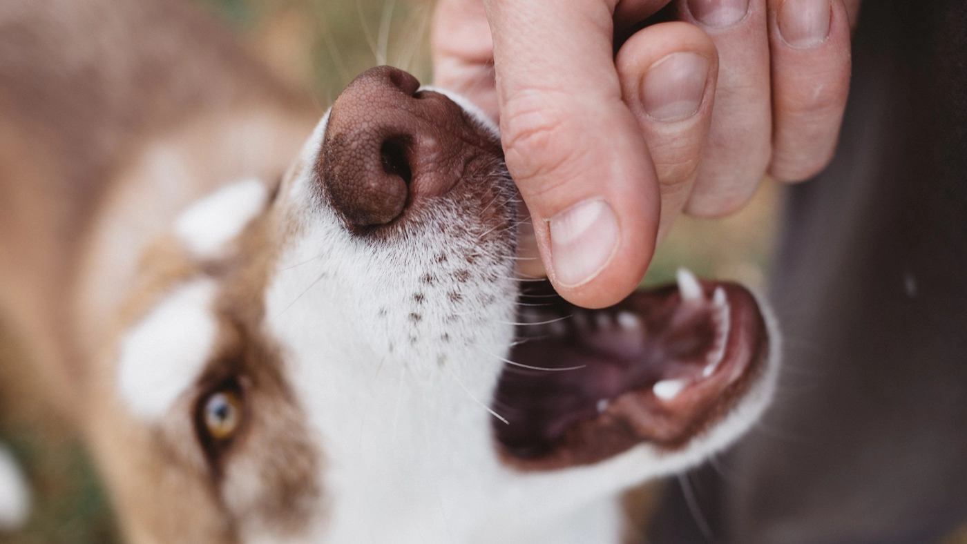 Orlando and Tampa dog bite lawyer fighting for Central Florida dog owners' rights